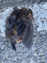 Turdus merula merula