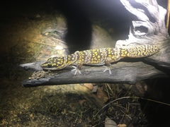 Oedura marmorata