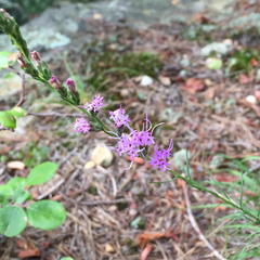 Liatris microcephala