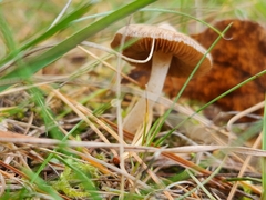 Marasmius oreades