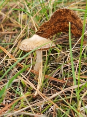 Marasmius oreades