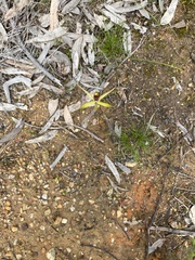 Caladenia leptochila