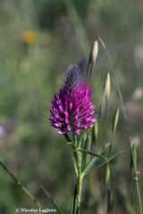 Trifolium purpureum