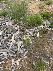 Caladenia leptochila