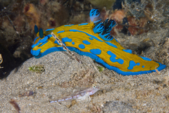 Tambja verconis