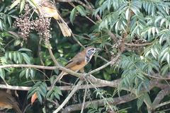 Pterorhinus pectoralis