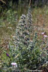 Echium italicum biebersteinii