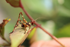 Ephippitytha trigintiduoguttata