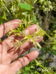 Echinopepon pubescens