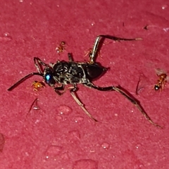 Evania appendigaster