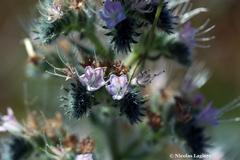Echium italicum biebersteinii