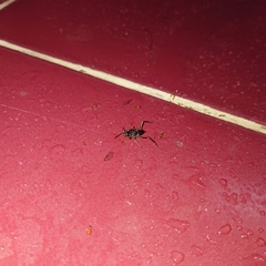 Evania appendigaster