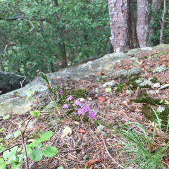 Liatris microcephala