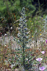 Echium italicum biebersteinii