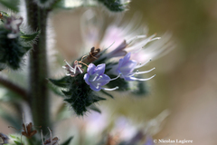 Echium italicum biebersteinii