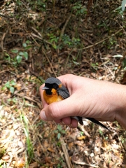 Symposiachrus trivirgatus