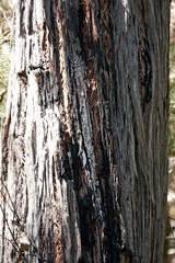 Eucalyptus globoidea
