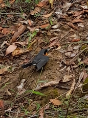 Symposiachrus trivirgatus