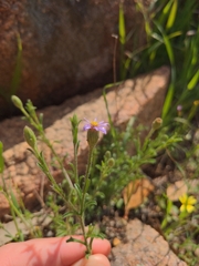 Vittadinia