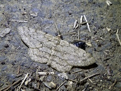 Hypomecis punctinalis conferenda