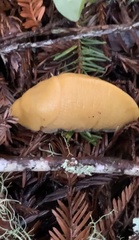 Ariolimax dolichophallus