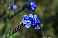 Anchusa azurea