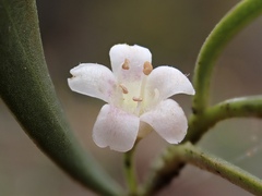 Myoporum platycarpum