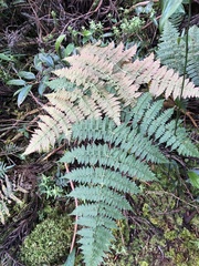 Dryopteris paleolata