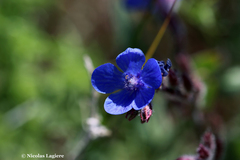 Anchusa azurea