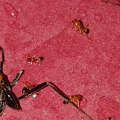 Trichomyrmex destructor