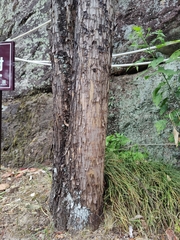 Tsuga chinensis
