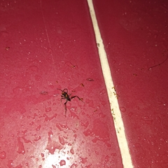 Trichomyrmex destructor