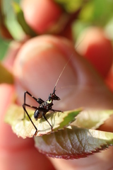 Ephippitytha trigintiduoguttata