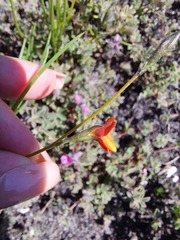 Lebeckia