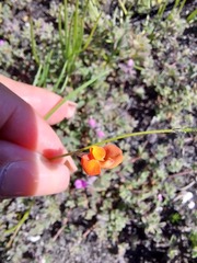 Lebeckia