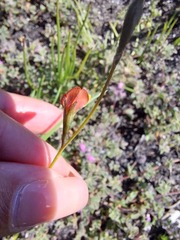 Lebeckia