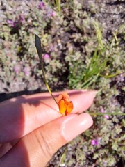 Lebeckia