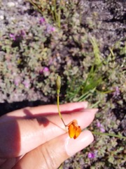 Lebeckia