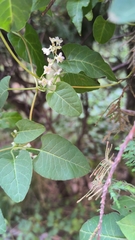 Asclepiadoideae