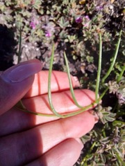 Lebeckia