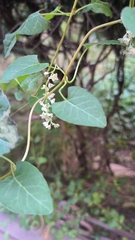 Asclepiadoideae