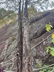 Tsuga chinensis