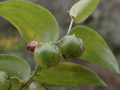 Asparagus asparagoides