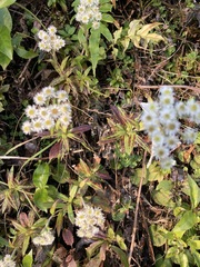 Anaphalioides trinervis