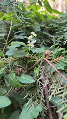 Asclepiadoideae