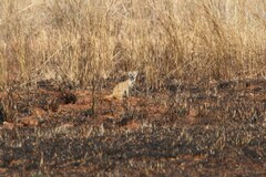 Cynictis penicillata