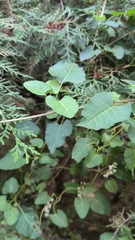 Asclepiadoideae