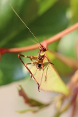 Ephippitytha trigintiduoguttata