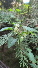 Asclepiadoideae