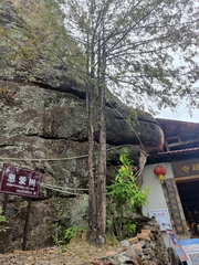 Tsuga chinensis